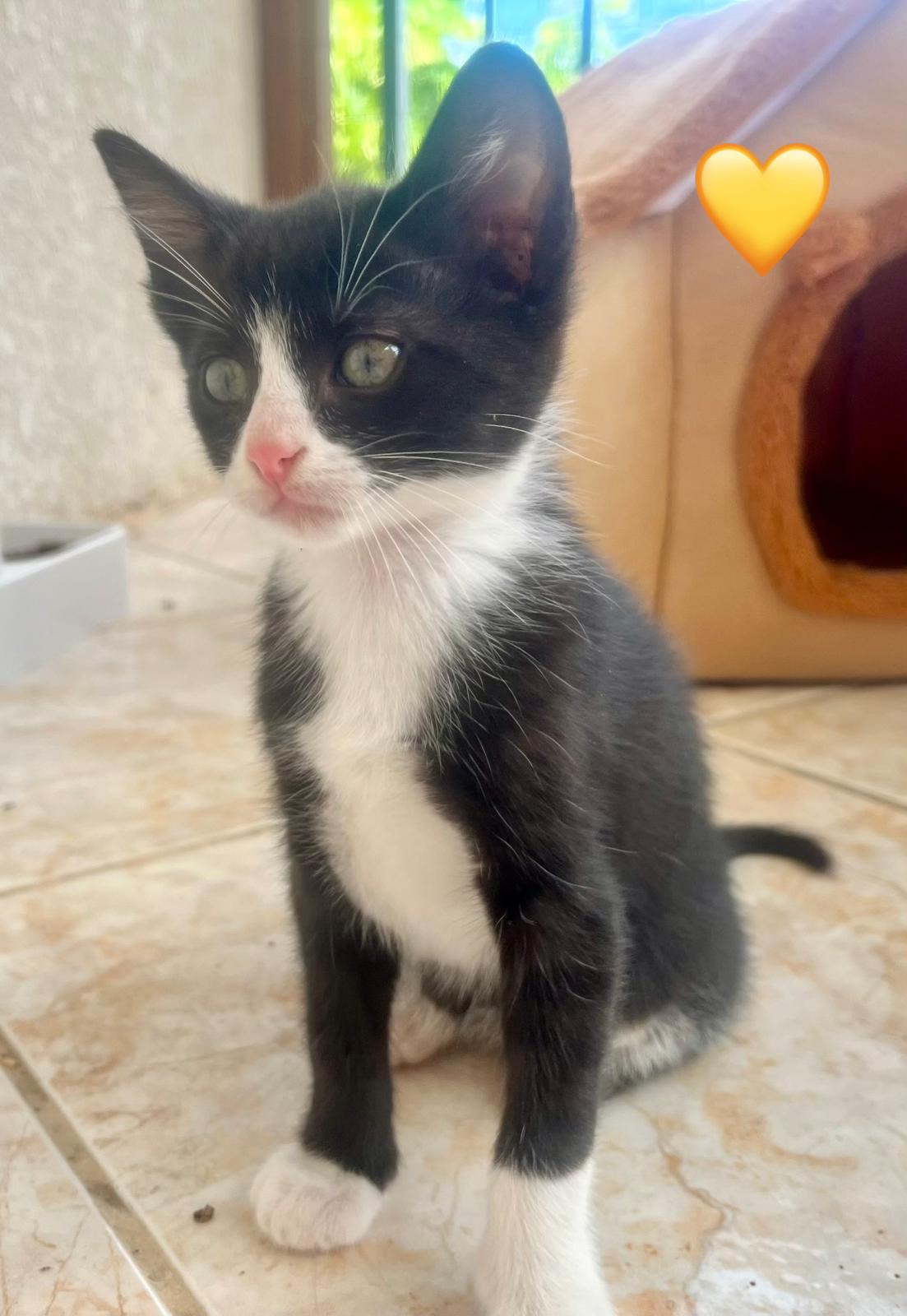 Fotografia de Baia, gato disponível para adopção