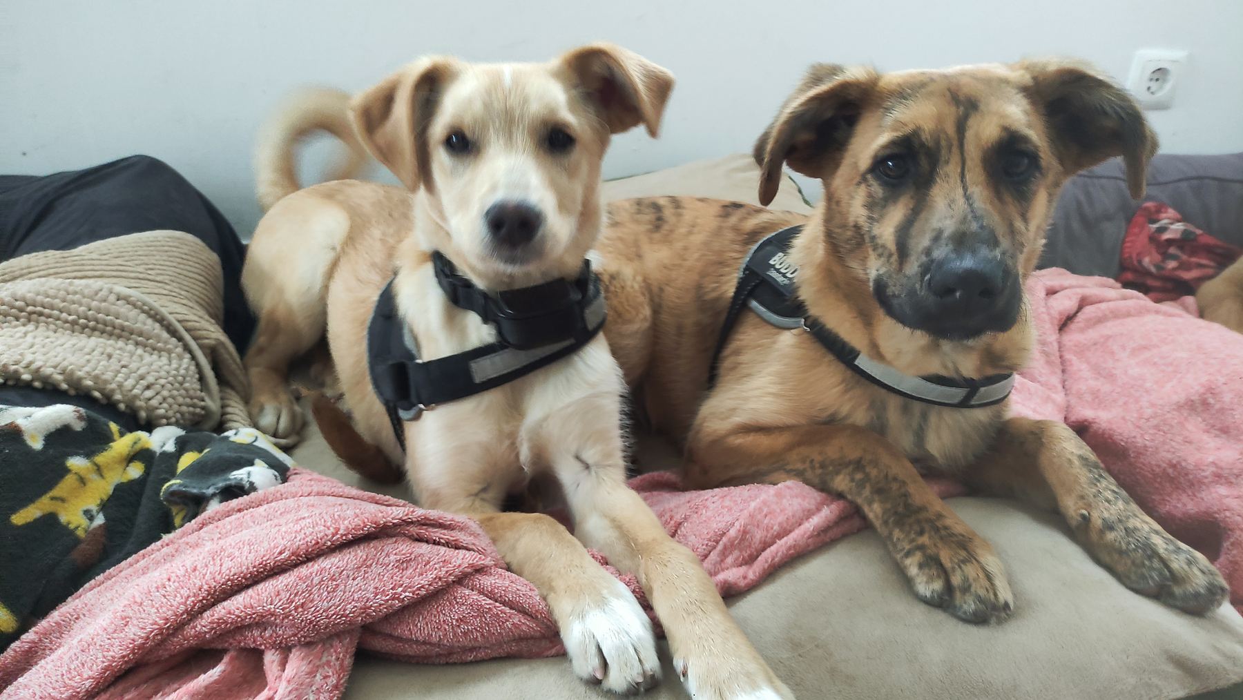 E viveram felizes — final feliz de uma adopção